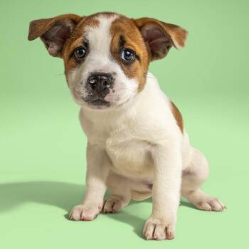 Cattle Dog Dogs Available for Adoption in Armonk, New York - AAD Upcoming Arrival!  Maysalle - 26085 | PetCurious