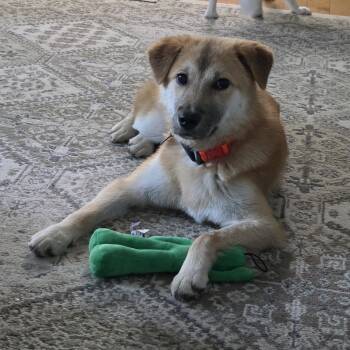 Bailey -  Jindo and Carolina Dog Dog for Adoption in San Diego, California - Bailey | PetCurious