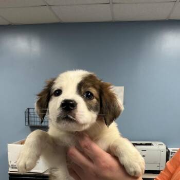 Mixed Breed Dogs Available for Adoption - Extra | PetCurious