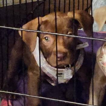 Labrador Retriever Dogs Available for Adoption in Fairfax Station, Virginia - India | PetCurious