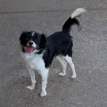 Bhakri -  Chihuahua and Mixed Breed Dog for Adoption in Las Vegas, Nevada - Bhakri | PetCurious