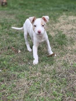 Australian Shepherd and Husky Dogs Available for Adoption - Audrey | PetCurious