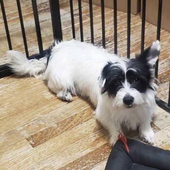 Terrier and Mixed Breed Dogs Available for Adoption - Hamburger & Spot | PetCurious