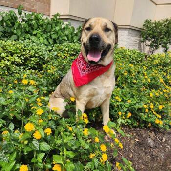 Mastiff and Shepherd Dogs Available for Adoption - Finn AKA Gage JuM | PetCurious