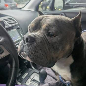 American Bulldog Dogs Available for Adoption in Austin, Texas - Bagel | PetCurious