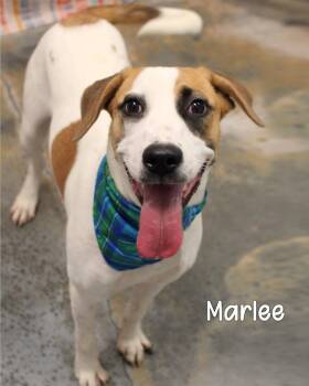 Hound Dogs Available for Adoption in Gautier, Mississippi - Cookie | PetCurious