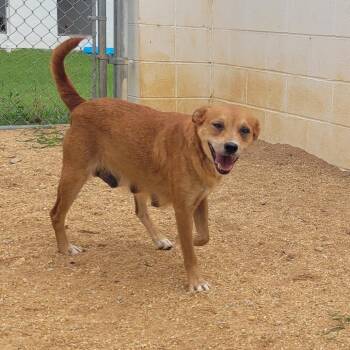 MELANIE 2078 -  Mixed Breed Dog for Adoption in Loxahatchee Groves, Florida - MELANIE 2078 | PetCurious