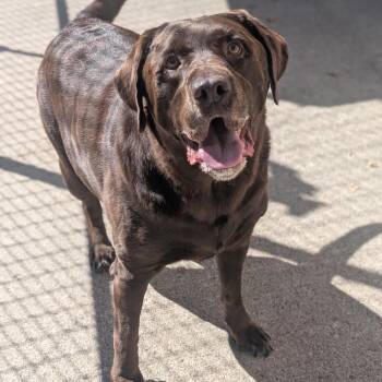 Colt -  Chocolate Labrador Retriever Dog for Adoption in Watertown, New York - Colt | PetCurious