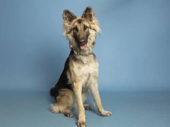 German Shepherd Dog and Mixed Breed Dogs Available for Adoption in Phoenix, Arizona - MARIPOSA | PetCurious