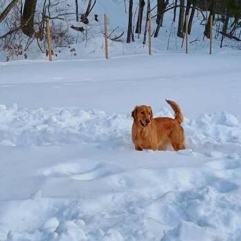 Golden Retriever Dogs Available for Adoption - NY Stella (Honey) (Foster In Pawling NY) | PetCurious