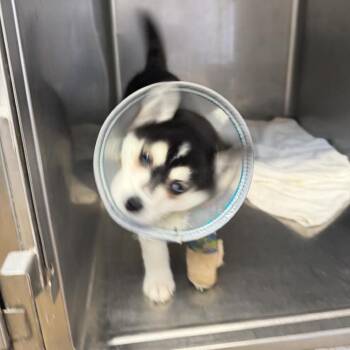 Dolomite -  Klee Kai Dog for Adoption in Northbrook, Illinois - Dolomite | PetCurious