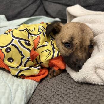 Rescue Mixed Breed Dogs for Adoption in Charlotte, North Carolina - Pressly | PetCurious