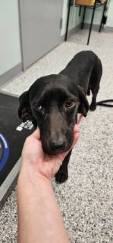 Hazel -  Terrier Dog for Adoption in Athens, Tennessee - Hazel | PetCurious