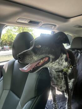 Ziggy -  Mixed Breed Dog for Adoption in Powell, Ohio - Ziggy | PetCurious