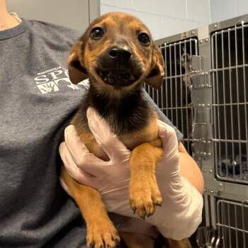 Red Wiggler -  Mixed Breed Dog for Adoption in Martinsville, Virginia - Red Wiggler | PetCurious