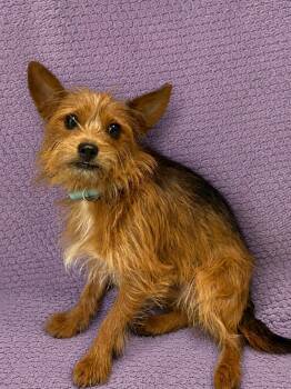 Snoop Dog -  Yorkshire Terrier Dog for Adoption in Lodi, California - Snoop Dog | PetCurious