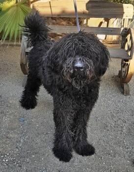 Giacomo -  Labradoodle Dog for Adoption in Los Angeles, California - Giacomo | PetCurious