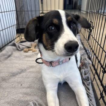 Tinker -  Mixed Breed Dog for Adoption in Bentonville, Arkansas - Tinker | PetCurious