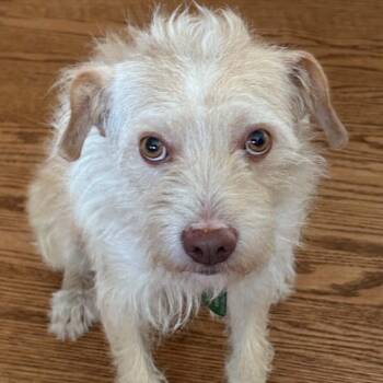 Reko -  Terrier and Mixed Breed Dog for Adoption in Wichita, Kansas - Reko | PetCurious