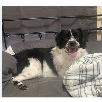 Odie -  Australian Shepherd and English Setter Dog for Adoption - Odie | PetCurious