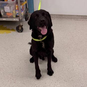 Mars -  Black Labrador Retriever Dog for Adoption in Indianapolis, Indiana - Mars | PetCurious