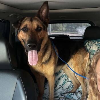 TOBY GS -  German Shepherd Dog Dog for Adoption in Lucas, Texas - TOBY GS | PetCurious