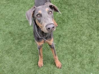 Doberman Pinscher Dogs Available for Adoption - CLARA | PetCurious