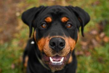 Rescue Rottweiler Dogs for Adoption in Gloversville, New York - Reese | PetCurious