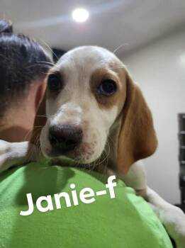 Foxhound and Mixed Breed Dogs Available for Adoption - Janie (Neon Green Collar) | PetCurious