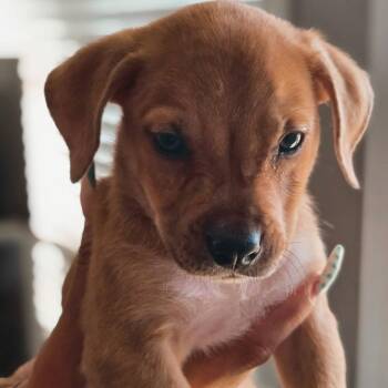 Bourbon -  Miniature Dachshund Dog for Adoption in Cartersville, Georgia - Bourbon | PetCurious