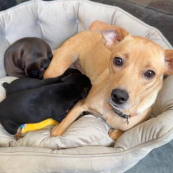 Tito -  Mixed Breed Dog for Adoption in St. Peters, Missouri - Tito | PetCurious