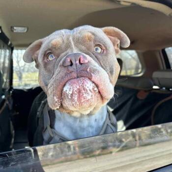 English Bulldog Dogs Available for Adoption - Hudson | PetCurious