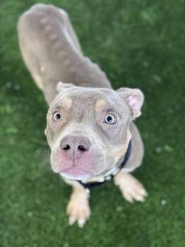 Mixed Breed Dogs Available for Adoption - Bunker | PetCurious