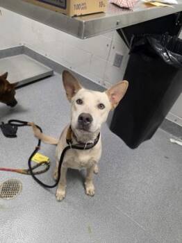 Rescue Australian Cattle Dog Blue Heeler Dogs for Adoption in Sevierville, Tennessee - Kai | PetCurious