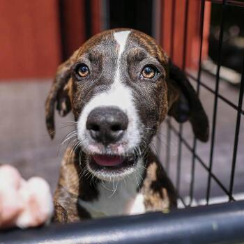 Papi -  Hound and Mixed Breed Dog for Adoption in Bradenton, Florida - Papi | PetCurious