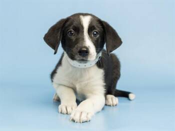 JESSICA -  Border Collie and Mixed Breed Dog for Adoption in Phoenix, Arizona - JESSICA | PetCurious