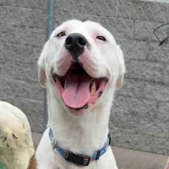 Mixed Breed Dogs Available for Adoption - Turkey Tim Aka Bandit | PetCurious