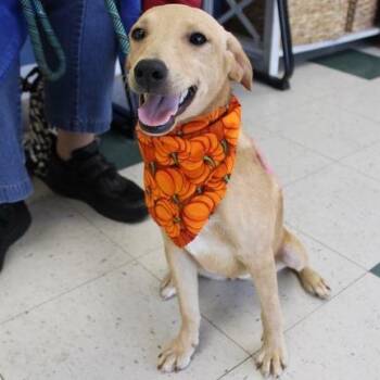 Theresa -  Labrador Retriever and Mixed Breed Dog for Adoption in Birmingham, Alabama - Theresa | PetCurious