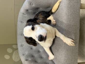 Bouncer -  Mixed Breed Dog for Adoption in Statesboro, Georgia - Bouncer | PetCurious