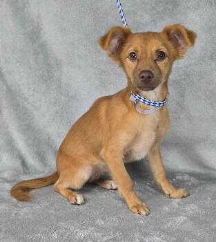 Chrysanthemum -  Chiweenie and Chihuahua Dog for Adoption in New York, New York - Chrysanthemum | PetCurious