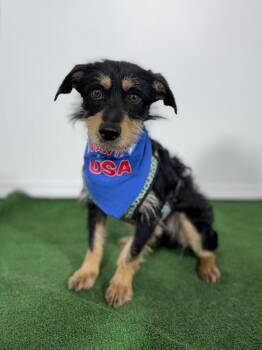Border Terrier and Schnauzer Dogs Available for Adoption in Carlsbad, California - Teddy Bear | PetCurious