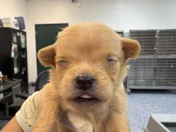 MILLIE -  Terrier Dog for Adoption in Thousand Palms, California - MILLIE | PetCurious