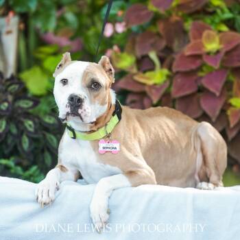 Sephora -  Pit Bull Terrier Dog for Adoption in Wake Forest, North Carolina - Sephora | PetCurious