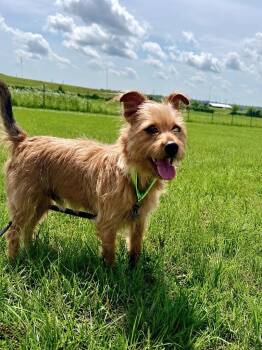 Rufus -  Cairn Terrier Dog for Adoption in Princeton, Massachusetts - Rufus | PetCurious