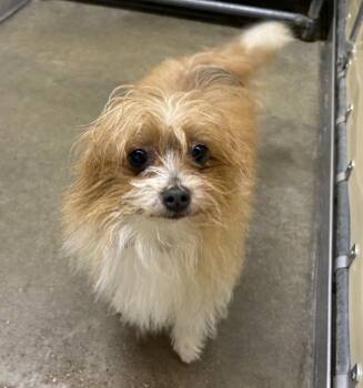 Milo -  Yorkshire Terrier and Pomeranian Dog for Adoption in Sioux City, Iowa - Milo | PetCurious