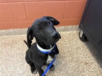 Labrador Retriever and Mixed Breed Dogs Available for Adoption in Colorado Springs, Colorado - TOOTSIE | PetCurious