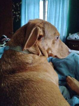 Dachshund Dogs Available for Adoption - Linnie | PetCurious