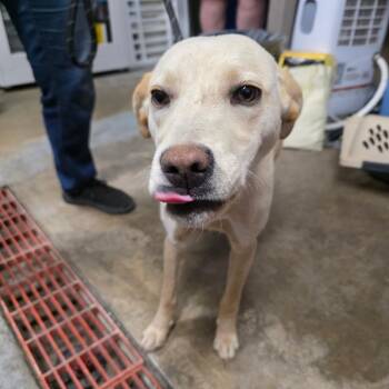 Redbone Coonhound Dogs Available for Adoption - Stella | PetCurious