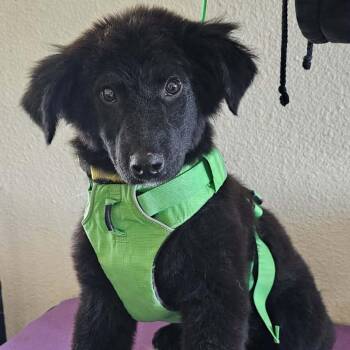 Mixed Breed Dogs Available for Adoption in Idaho Falls, Idaho - Madala | PetCurious
