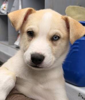 Penny -  Husky Dog for Adoption in Orland Hills, Illinois - Penny | PetCurious